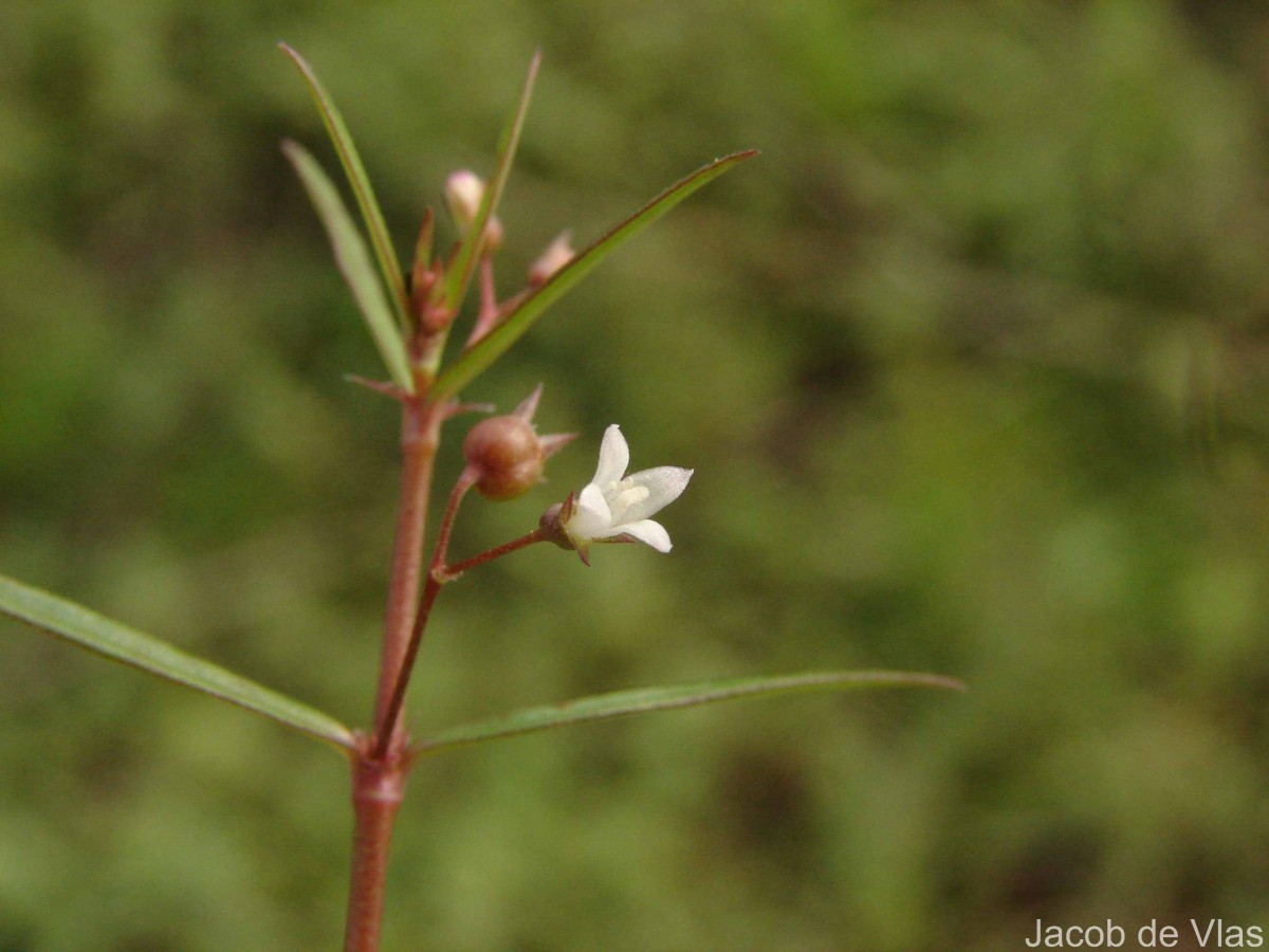 Scleromitrion diffusum (Willd.) R.J.Wang